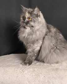 Gattina British longhair