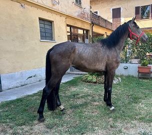 Cavallo