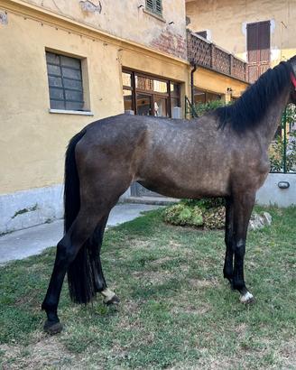 Cavallo