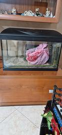acquario 60 litri