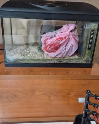 acquario 60 litri