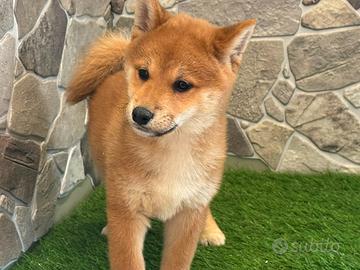 Shiba inu
