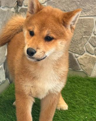 Shiba inu