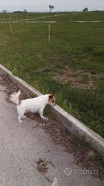 cuccioli di jack russell