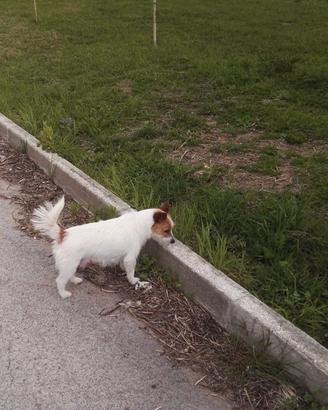 cuccioli di jack russell
