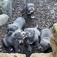 Cuccioli American bully