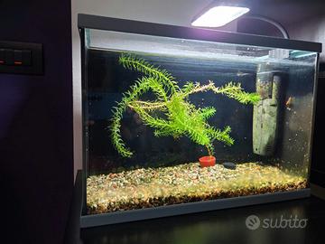 Acquario Zolux 20L completo pronto all'uso