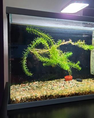 Acquario Zolux 20L completo pronto all'uso