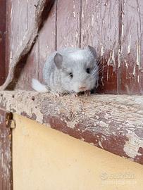 Cucciolo di cincillà