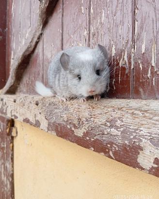 Cucciolo di cincillà