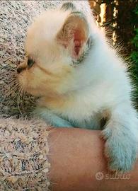 Cucciole femmine di sacro birmano