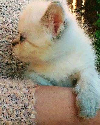 Cucciole femmine di sacro birmano