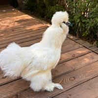 Galline Moroseta