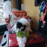 Maschietto Barboncino teacup 4 mesi 1 kg