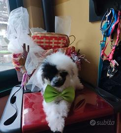 Maschietto Barboncino teacup 4 mesi 1 kg