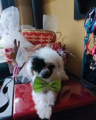 Maschietto Barboncino teacup 4 mesi 1 kg