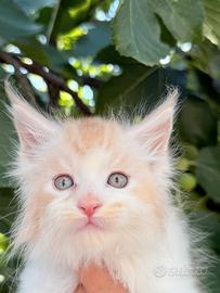 Maine coon
