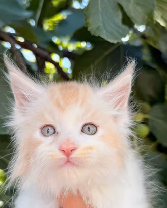 Maine coon