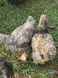 Cocincine nane maschi