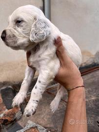 Cuccioli di setter inglese