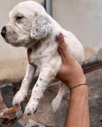 Cuccioli di setter inglese