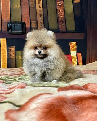 Cuccioli di Spitz nano Pomerania