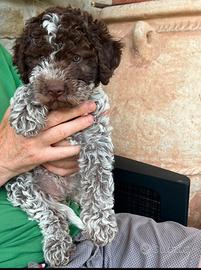 Cucciola di lagotto romagnolo