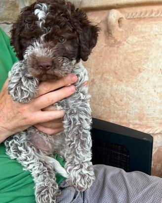 Cucciola di lagotto romagnolo