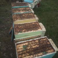 Ultimi nuclei api su 6 favi