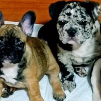 Bouledogue francese