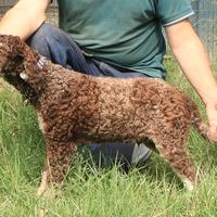 Lagotto romagnolo - maschio giovane 1