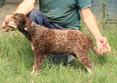 Lagotto romagnolo - maschio giovane 1
