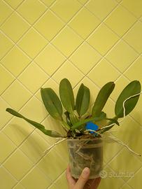 Orchidea Rlc Platinum Charm