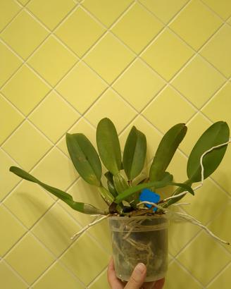 Orchidea Rlc Platinum Charm
