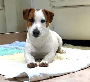 Splendido jack russell cucciolone