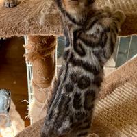 Cuccioli bengala con Pedegree