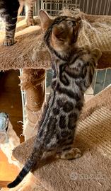 Cuccioli bengala con Pedegree