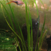 Vallisneria Acquari/Laghetti