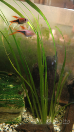 Vallisneria Acquari/Laghetti