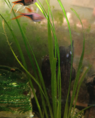 Vallisneria Acquari/Laghetti