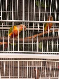 Coppia pyrrhura fattore rosso