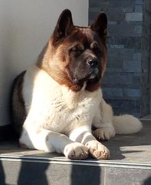 Akita Americano maschio x Accoppiamento