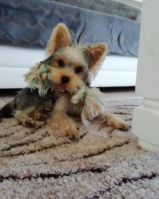 Accoppiamento Maschio Yorkshire Toy