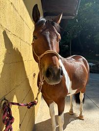 Pony