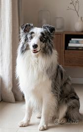 Border Collie per accoppiamento