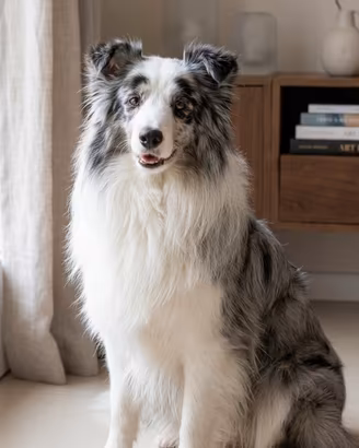 Border Collie per accoppiamento