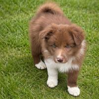 Cucciolo border collie