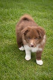 Cucciolo border collie