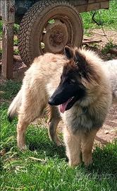 Cucciolata pastore belga tervuren ENCI