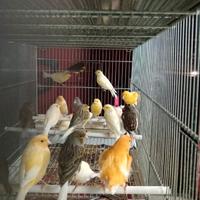 Canarini 2025 disponibili